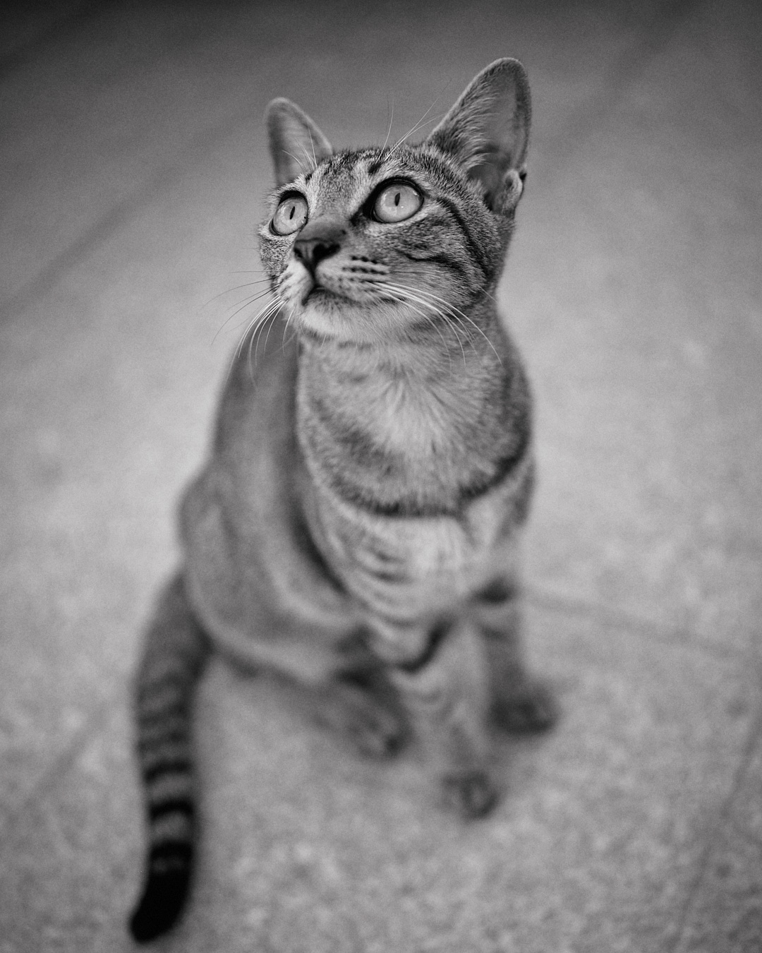 偶遇小猫